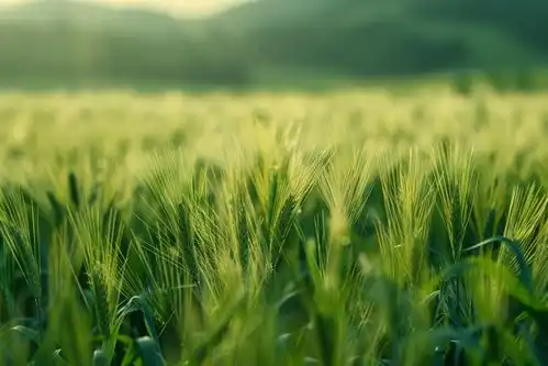  绿色清新自然风景桌面壁纸摄影图下载至来源处