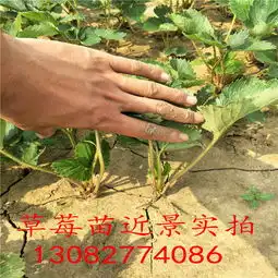  红颜草莓苗草莓利润-黄页88网