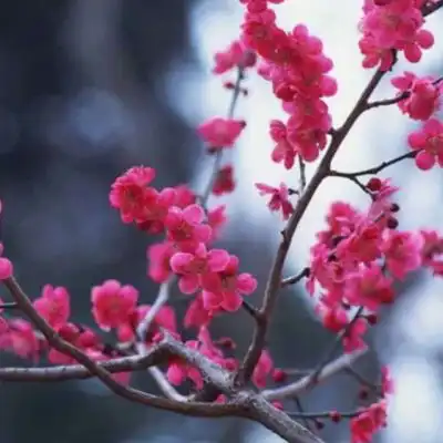 超漂亮花草的微信头像最