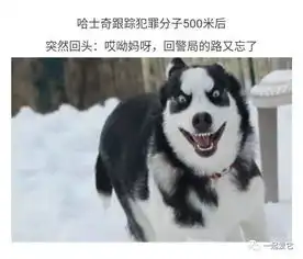  宠趣如果让二哈去当警犬,你觉得会发生什么