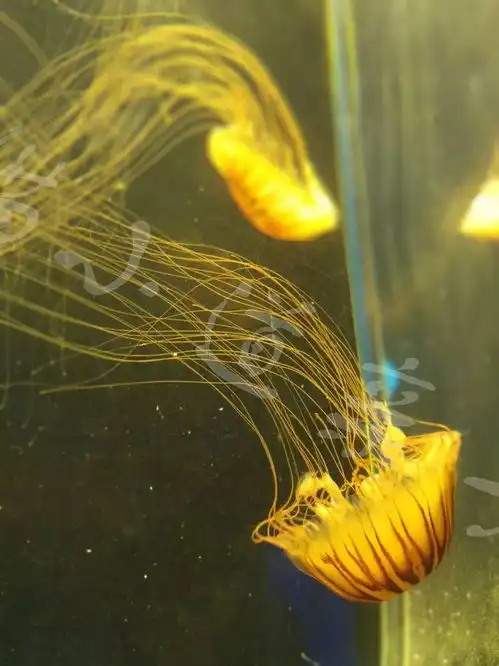  遇见海底世界的软萌海昌海洋公园小记