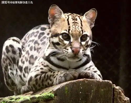  外形如此相似,虎猫和豹猫有什么区别豹猫我比那个叫虎的更野
