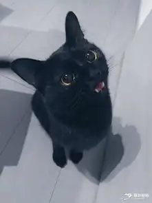  漂亮的小黑猫