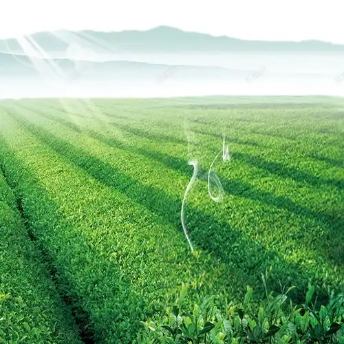  风景远山日光春茶背景高清素材页面设计图片页面网页平面电商创意素材远山素材