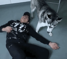  主人晕倒狗子会是何种反应二哈在主人头上撒尿,柴犬趁机占便宜