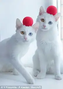  俄双胞胎猫咪同患异色症眼睛一黄一蓝