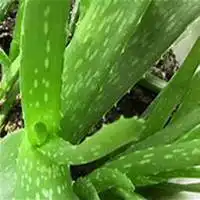  唯美好看芦荟微信头像微信头像图片大全