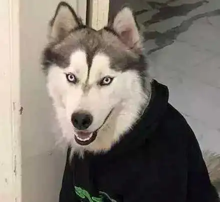 搞笑高清哈士奇头像粪坑