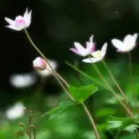  动漫手部特写头像微信头像图片大全