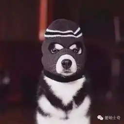  萌宠丨哈士奇就是这样一朵奇葩,你们喜欢嘛