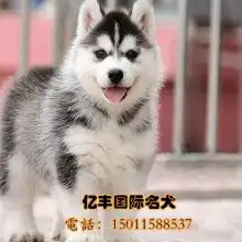  2018出售宠物价格报价出售宠物批发第7页黄页88宠物网