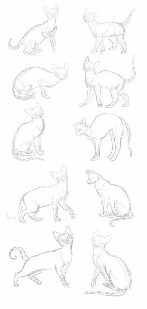  画猫猫的结构速写