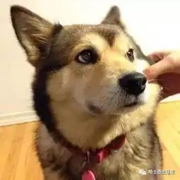  哈士奇和柴犬生下来的狗狗,简直二破天际