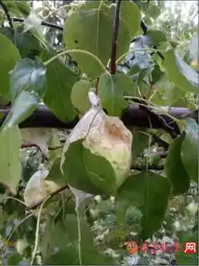 鸭梨头像图片绝产