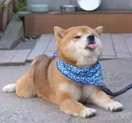 三只柴犬微信背景图