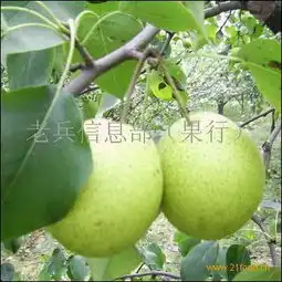  水晶梨产品水晶梨产品图片水晶梨怎么样最新水晶梨产品展示