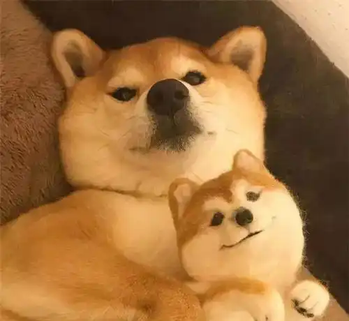  当柴犬爱上自己,网友送来一只迷你羊毛毡子,这个画面超暖超有爱