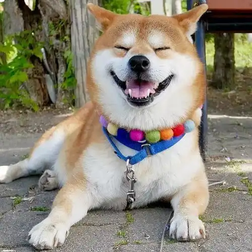  日本一柴犬因笑容治愈走红网络网友承包了我2018年的头像