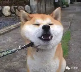  柴犬果然是整个汪星球唯一可以打败哈士奇的二货