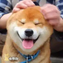  有一种狗叫柴犬二货程度堪比哈士奇