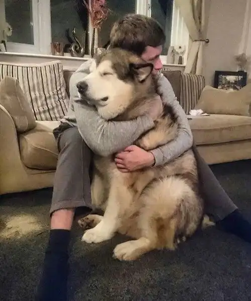  这一定是你养大狗狗的理由之一