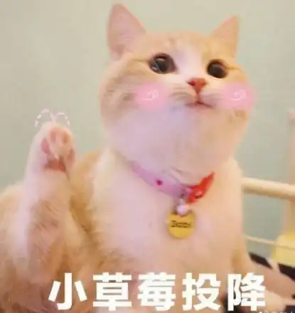 泡芙小姐和猫头像图片港