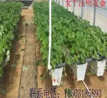  黄页88高清图片