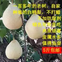  2019库尔勒香梨价格行情批发多少钱库尔勒香梨图片第22页黄页88水果批发网