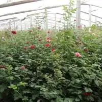 超漂亮花草的微信头像园