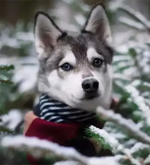  哈士奇强制了柴犬这智慧的眼神,把二哈的基因体现的淋漓尽致