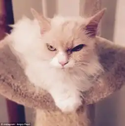  生气猫走红萌宠界的网红盘点