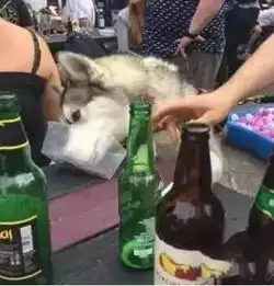  二哈又双叒搞事情了哈士奇趁主人不注意喝下一整瓶酒,结果...