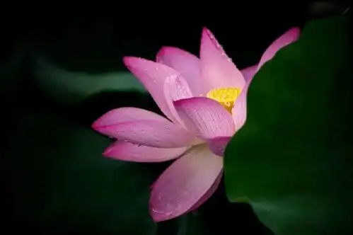  暗调背景荷花照,用这几个方法就能实现