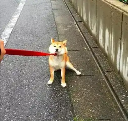  柴犬一种神奇的生物