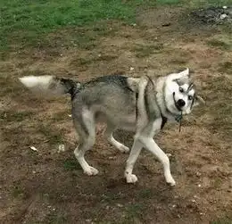  当哈士奇与柴犬两大精神污染界神物相遇,谁才是一哥