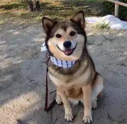 柴犬哈士奇头像图片养犬