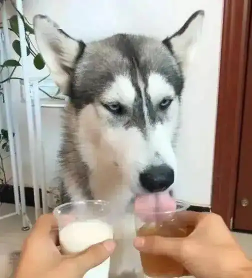  放着牛奶不喝,哈士奇非要喝啤酒,结果把自己喝醉了