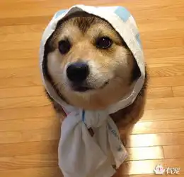  二哈和二柴的混血狗娃,真是二二得萌呀