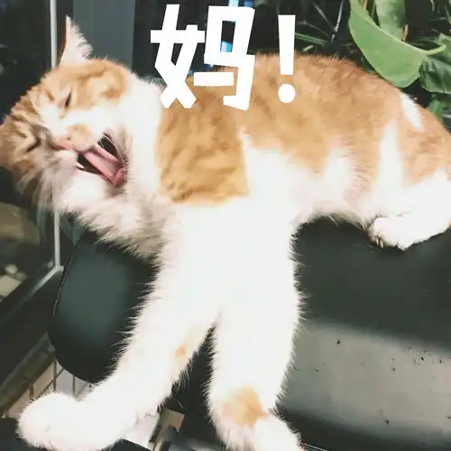  小确丧磅爷5月21更新,家有大橘猫