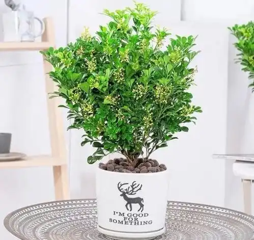  5种香水花卉,花开时清香四溢,沁人心脾,好看又好养
