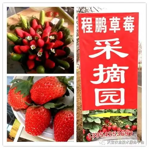  2018天宝最美果园投票活动开始了我代言我做主第一组共四组