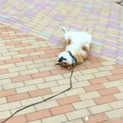  同时带柴犬和哈士奇出门,主人心态崩了,二哈这锅我可不背
