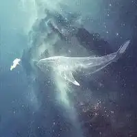网易云透明头像鲸鱼
