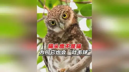  猫头鹰也会吐毛球,难道它跟猫科动物有亲戚这毛球又是什么