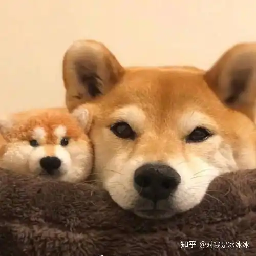  萌宠猫猫狗狗头像