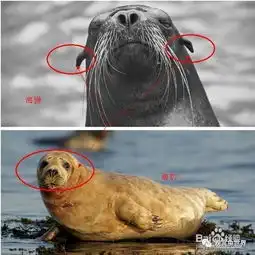 小可爱头像呆萌小海豹