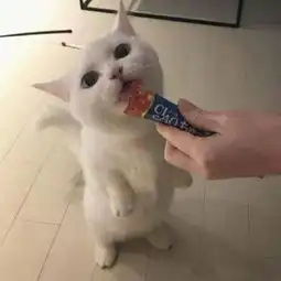  超萌可爱猫咪微信动物头像2018精选人生是自编自导自演的故事