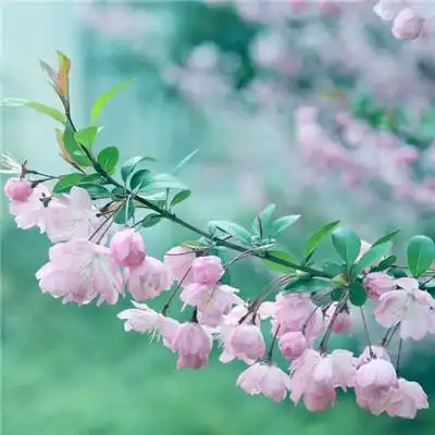 四叶草微信头像唯美耳神