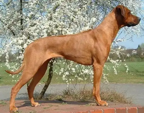  罗得西亚背脊犬