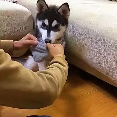  哈士奇有个偷吃的毛病,主人为了治它想了一招,二哈当场懵逼